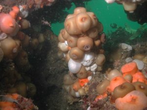 ");
document.write("Sea anemones on a Bubbling Reef in northern Kattegat (Habitats Directive, Annex 1 Habitat). Photo: Karsten Dahl, NERI.