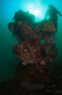");
document.write("A rare Bubbling Reef and a diver in Kattegat south of the Hirsholmene archipelago. Photo: Dan Kaasby